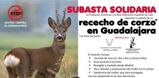 Fundación Artemisan subasta un rececho de corzo para acto solicario