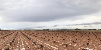 Aseguran que seguros agrarios modernos y efectivos pasan por incremento presupuestario