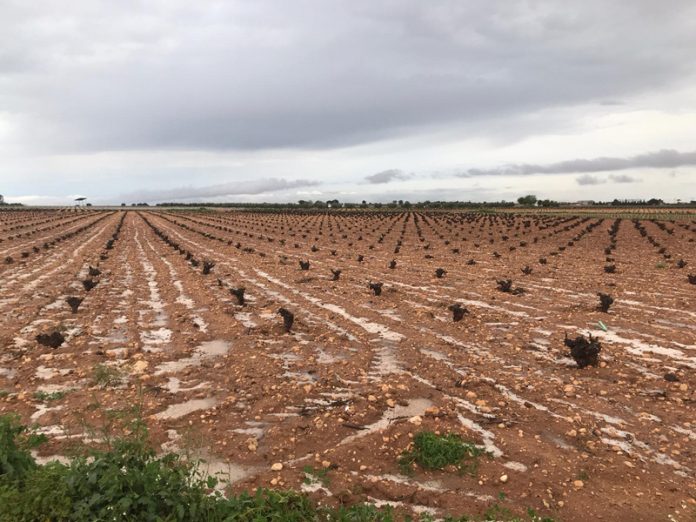 tormenta granizo, viñedo