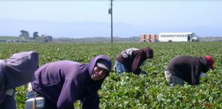 Pide extremar precauciones contra COVID-19 a los agricultores y sus trabajadores