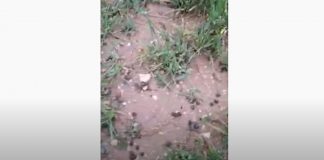 VÍDEO: Agricultor de Ciudad Real muestra daños recientes por conejos a cereales