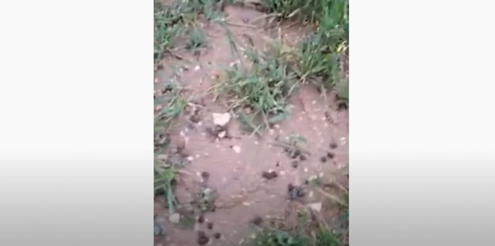 video daños conejos 2