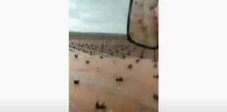 VÍDEO: Las tormentas inundan viñedos