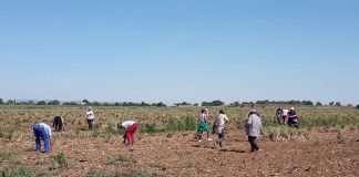 CCOO-Industria CLM coincide con ASAJA Ciudad Real en prevención en campo temporeros