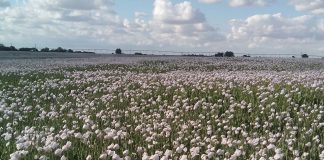 Las trabas legales amenazan a los productores de cáñamo no psicoactivo en España