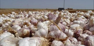 “Hay mano de obra más que suficiente para campaña del ajo”