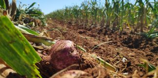 Exigirán un desembalse urgente que salve las cosechas de invierno ajos