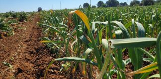 La superficie cultivada de ajo en España podría bajar más de un 25 por ciento