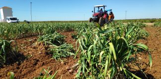 Eficacia de los protocolos anti COVID-19 implantados en el sector ajero ajo