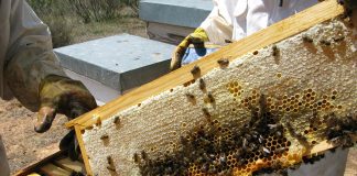 El programa de ayudas del sector apícola contará con 19 millones de euros anuales entre 2023 y 2027