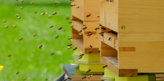 España se une a la red internacional de colmenas inteligentes