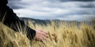 El análisis del suelo: el gran aliado de los agricultores