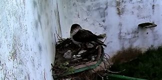 Nacen dos pollos de águila perdicera en CERI Sevilleja de la Jara