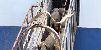 Denuncia la llegada de ganado procedente de África “sin prácticamente ningún control” ovejas en barco