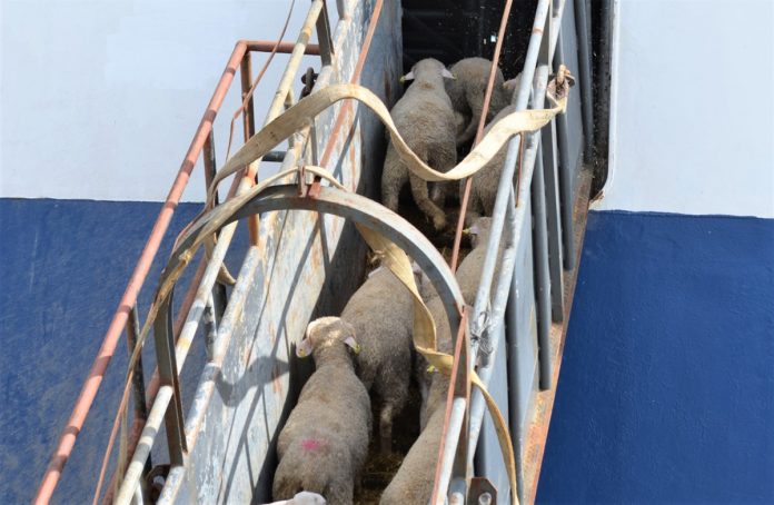 ovejas en barco