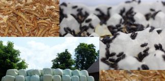 Nace proyecto innovador para biodegradación plásticos agrícolas a través de insectos
