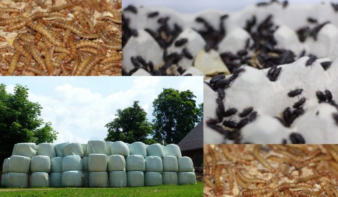 PLASTICOS BIODEGRADABLES