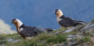 Estudian dieta de quebrantahuesos a través de sus excrementos