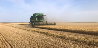 Comienza la siega del cereal de una cosecha espectacular, pero con mucha incertidumbre de precios siega