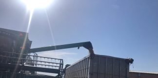 Los comerciantes de cereales estiman un aumento sustancial de la producción siega