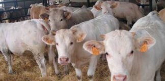 Estipulado el importe unitario definitivo de la campaña 2022 de las ayudas asociadas para las explotaciones de vacuno de cebo vacuno de cebo