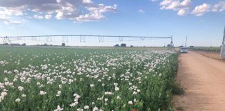 Castilla-La Mancha estudia considerar el cultivo de adormidera como «mejorante» en la PAC adormidera