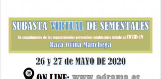 Éxito de I Subasta Virtual de Sementales de Raza Ovina Manchega