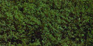 La campaña 2019/20 de alfalfa deshidratada cierra con 1.069.839 toneladas exportadas