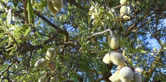 Aprobada una ayuda directa a algunos productores de frutos de cáscara en secano afectados por la sequía en 2024 frutos de cáscara