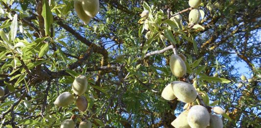 frutos de cáscara