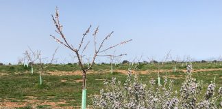 Jornadas de poda de pistacho, almendro y olivar en el Centro de Investigación Agroambiental ‘El Chaparrillo’