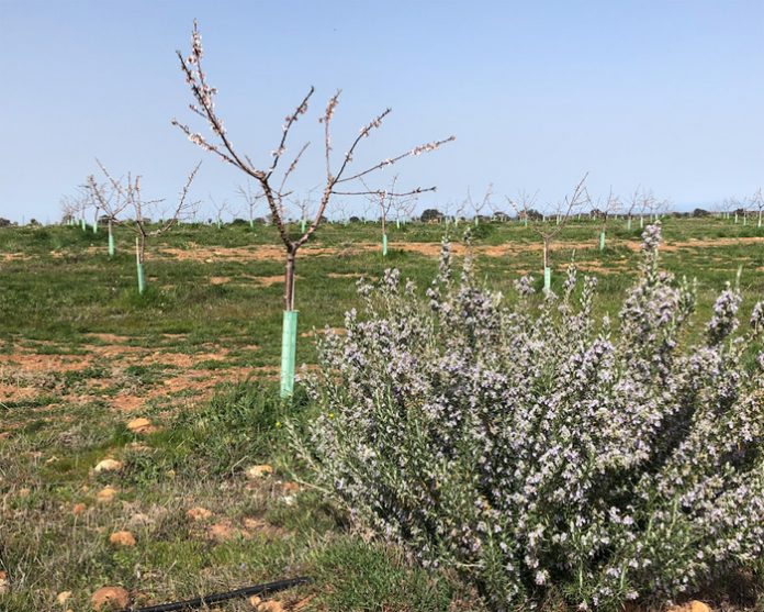 almendro copia