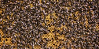 Recuerdan la obligatoriedad de tratar contra la varroa de las colmenas