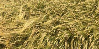 La cebada gana terreno en el mercado de los cereales cebada