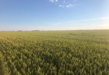 Operativa mínima en el mercado de los cereales y cebada al alza cebada