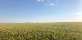 ¿Qué precio tiene la cebada al inicio de esta campaña? cebada