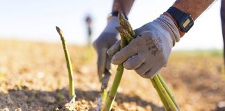 Reconocida la Interprofesional del Espárrago Verde de España