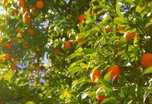 Una región de España bate el récord histórico con 180.000 hectáreas agrarias abandonadas naranjos