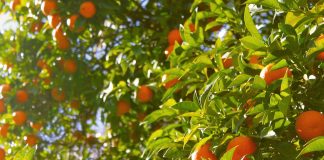 Detenidas diez personas por robar 163 toneladas de naranjas en Valencia naranjos