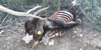Alertan de ataques de lobos a ganado con unas impactantes fotografías