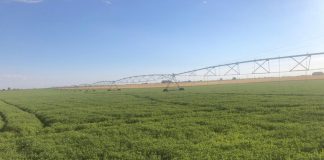 ¿Cuáles serán los próximos pagos para agricultores y ganaderos de Castilla-La Mancha? guisantes