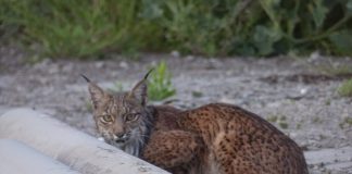 Rescatado un lince ibérico en una fábrica de cemento toledana