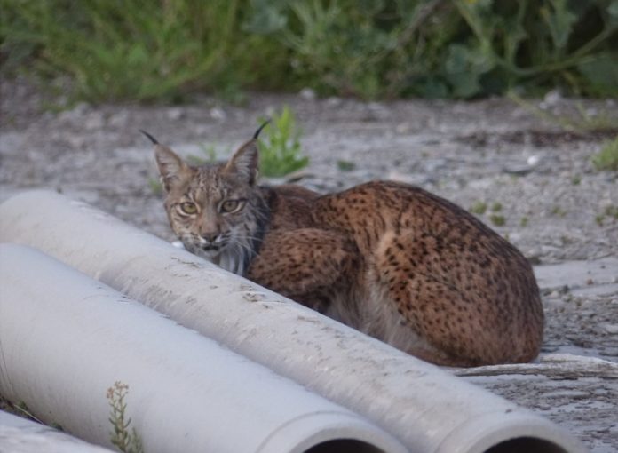 lince fábrica cemento Villaluenga Sagra