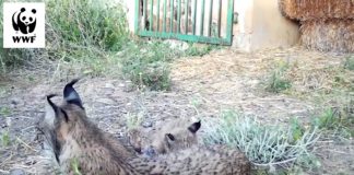 VÍDEO: Lince Odrina (Ciudad Real) con sus cachorros