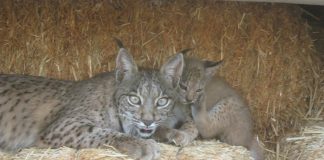 La lince Odrina vuelve a criar en Ciudad Real