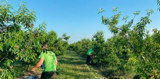 UPA pide fin del “maltrato a fruta” por algunas cadenas distribución