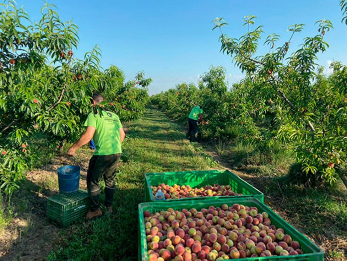 melocoton-extremadura-baja FOTO UPA