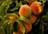 La cosecha de fruta de hueso aumentará hasta 1,5 millones de toneladas melocotones