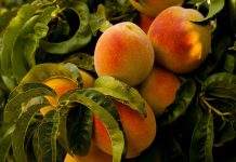 La cosecha de fruta de hueso aumentará hasta 1,5 millones de toneladas melocotones