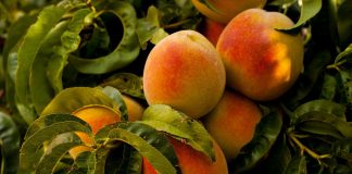 Piden instar a Comisión a concluir veto ruso a frutas y hortalizas melocotones